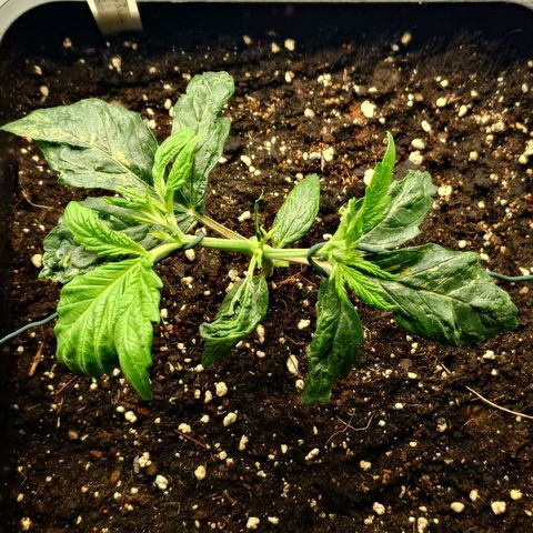 Auto Candy Bubatz XL growlog timeline photo