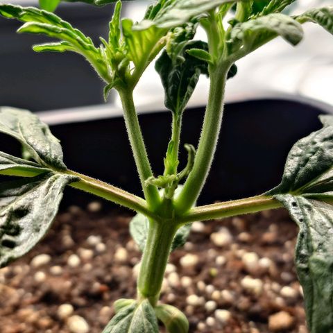 Auto Candy Bubatz XL growlog timeline photo