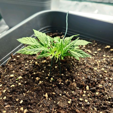 Auto SFV OG growlog photo: Vorher