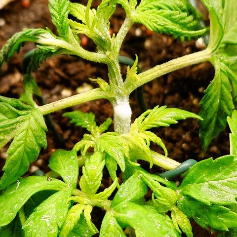 Auto SFV OG growlog timeline photo