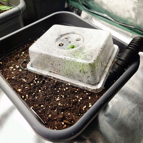 Auto SFV OG growlog timeline photo