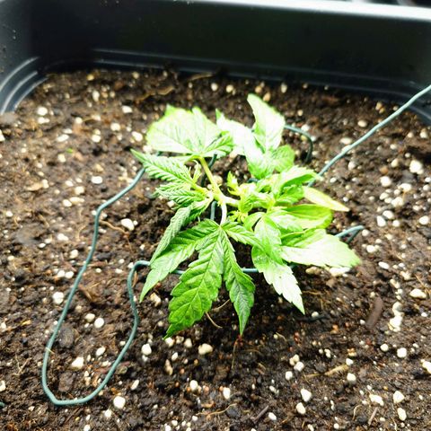 Auto SFV OG growlog timeline photo