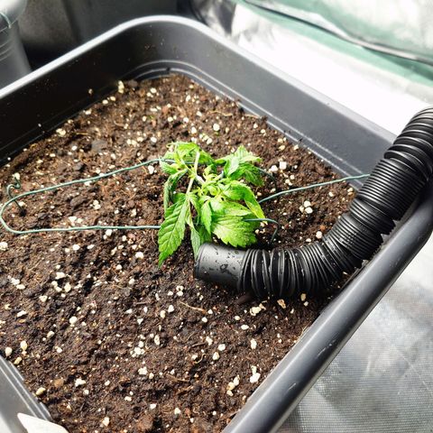 Auto SFV OG growlog timeline photo