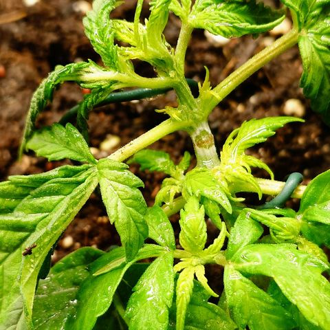Auto SFV OG growlog timeline photo