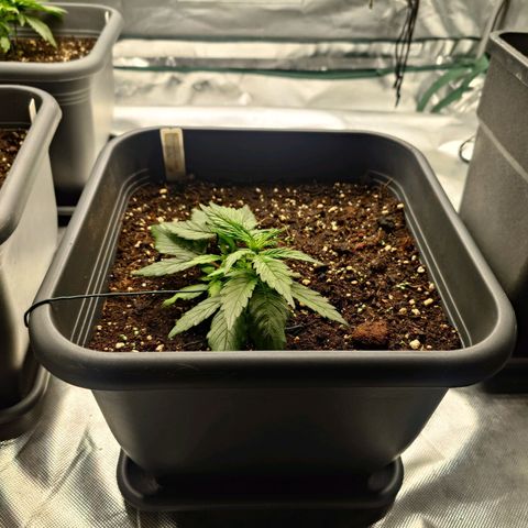 Auto Skywalker Haze growlog timeline photo