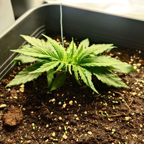 Auto Skywalker Haze growlog timeline photo