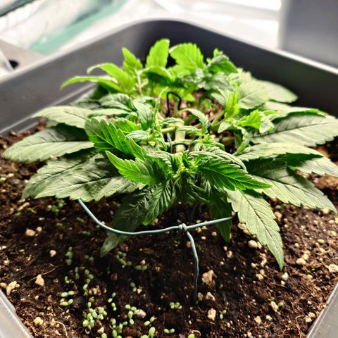 Auto Orange Bud growlog timeline photo