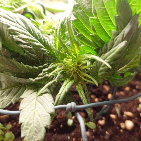 Auto Orange Bud growlog timeline photo