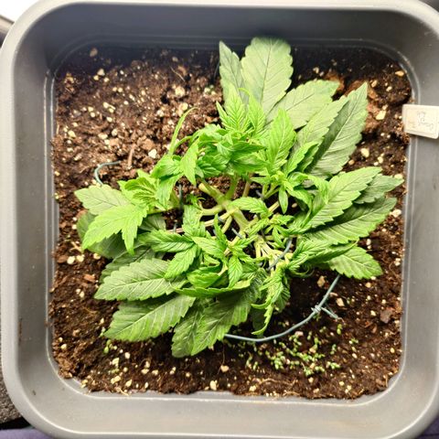 Auto Orange Bud growlog timeline photo