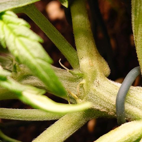 Auto Orange Bud growlog timeline photo