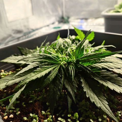 Auto Skywalker Haze growlog timeline photo