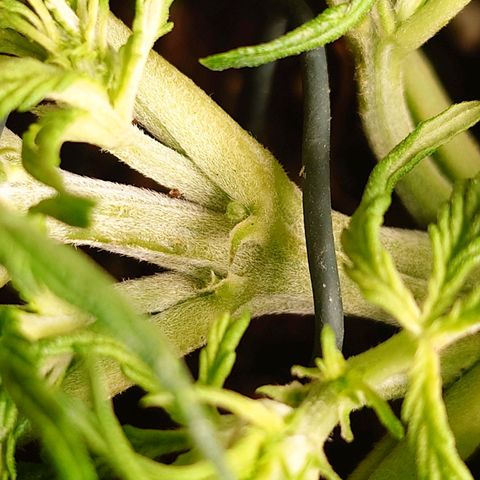 Auto Skywalker Haze growlog timeline photo