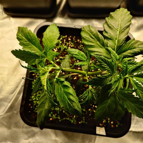 Auto Candy Bubatz XL growlog timeline photo