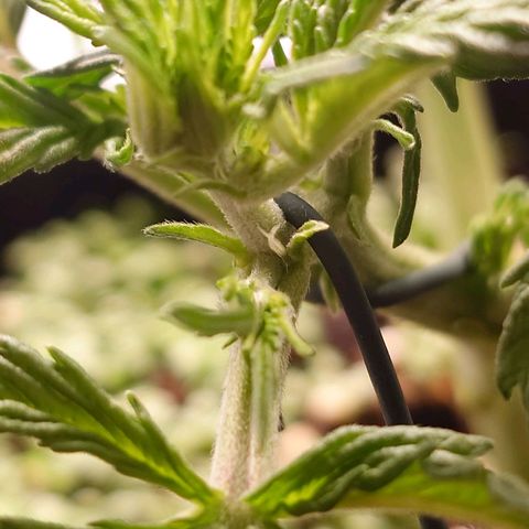 Auto Candy Bubatz XL growlog photo: Blütenstempel