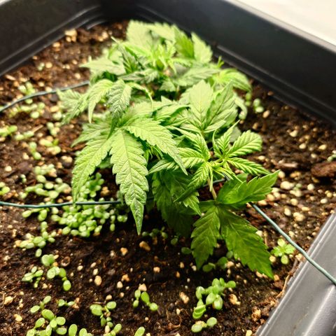 Auto SFV OG growlog timeline photo
