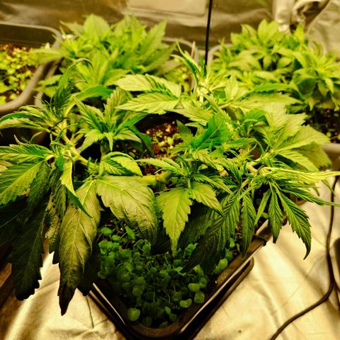 Auto Candy Bubatz XL growlog timeline photo