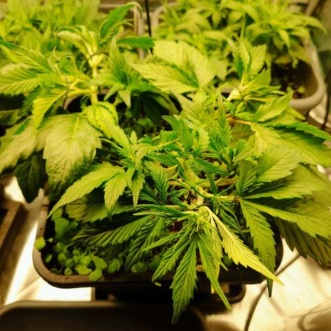 Auto Candy Bubatz XL growlog timeline photo