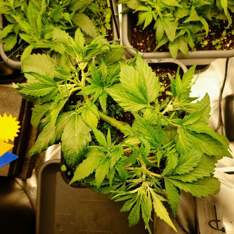 Auto Candy Bubatz XL growlog timeline photo