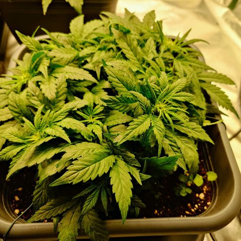 Auto Orange Bud growlog timeline photo