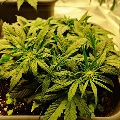 Auto Orange Bud growlog timeline photo