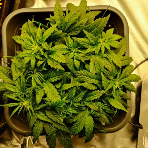 Auto Orange Bud growlog timeline photo