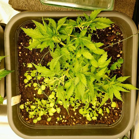 Auto SFV OG growlog timeline photo