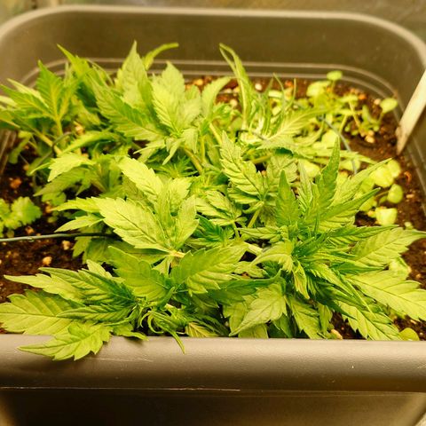 Auto SFV OG growlog timeline photo
