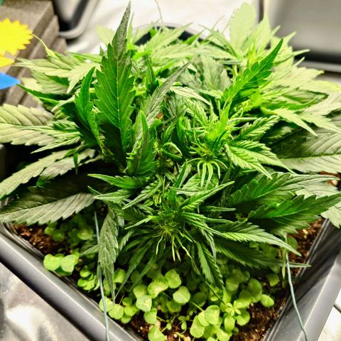 Auto Skywalker Haze growlog timeline photo