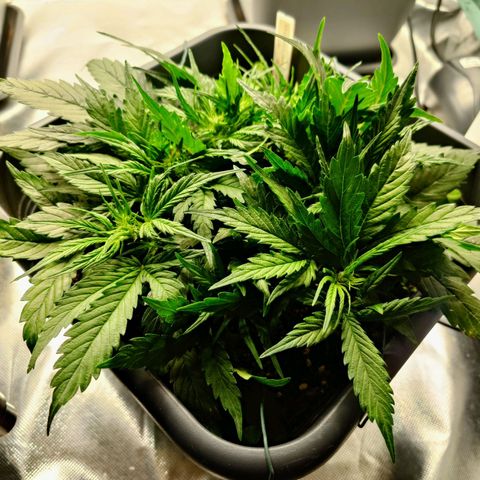 Auto Skywalker Haze growlog timeline photo