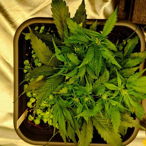 Auto Skywalker Haze growlog timeline photo