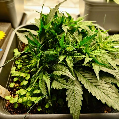 Auto Skywalker Haze growlog timeline photo