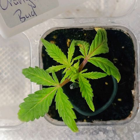 Auto Orange Bud growlog timeline photo