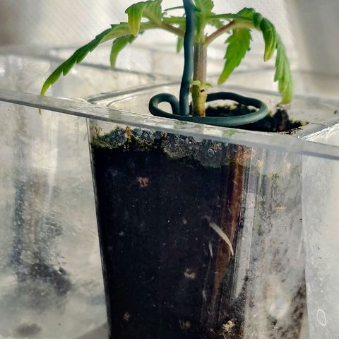 Auto Orange Bud growlog timeline photo