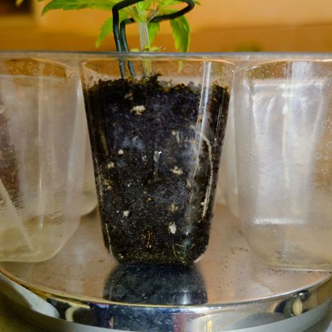 Auto Orange Bud growlog timeline photo