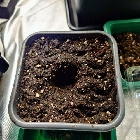 Auto Orange Bud growlog timeline photo