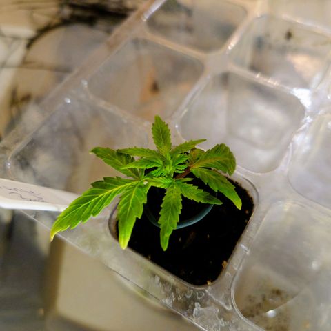 Auto Orange Bud growlog timeline photo