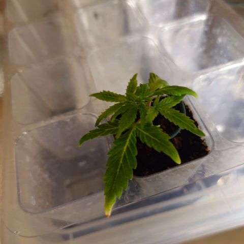 Auto Orange Bud growlog timeline photo