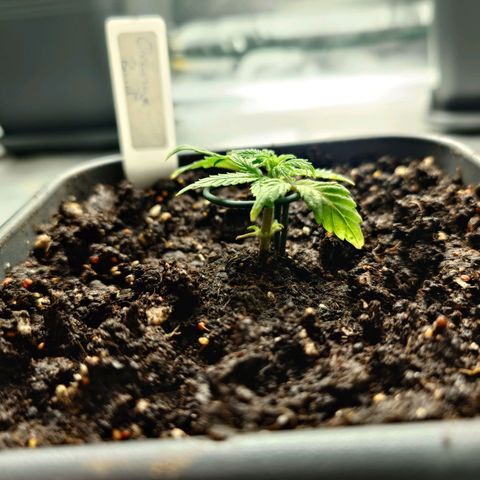 Auto Orange Bud growlog timeline photo