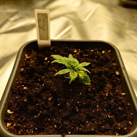 Auto Orange Bud growlog timeline photo