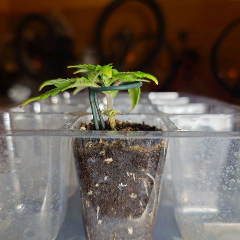 Auto Orange Bud growlog timeline photo