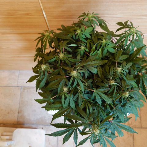 Auto Orange Bud growlog timeline photo