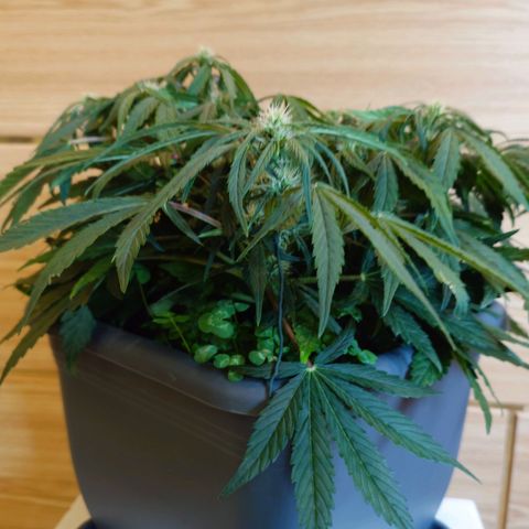 Auto Orange Bud growlog timeline photo