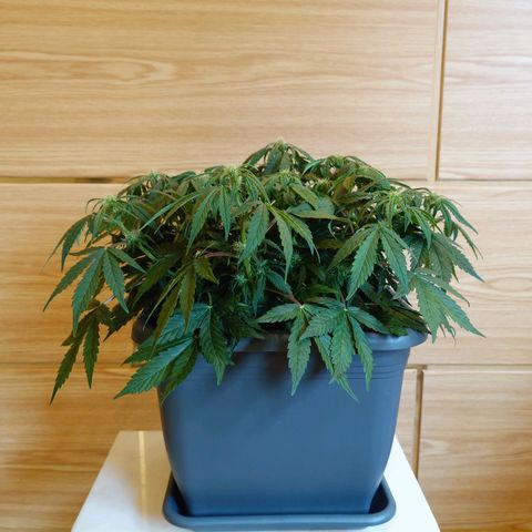 Auto Orange Bud growlog timeline photo