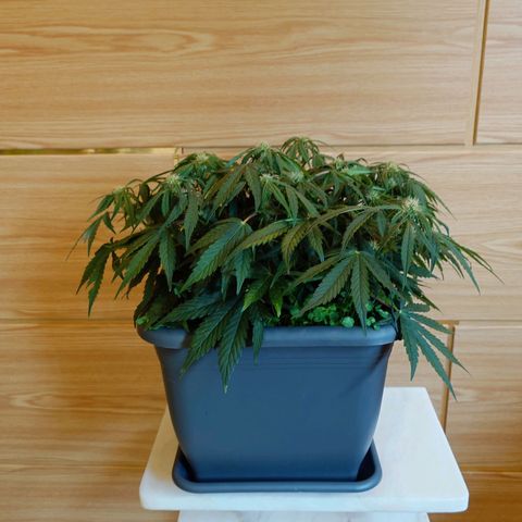 Auto Orange Bud growlog timeline photo