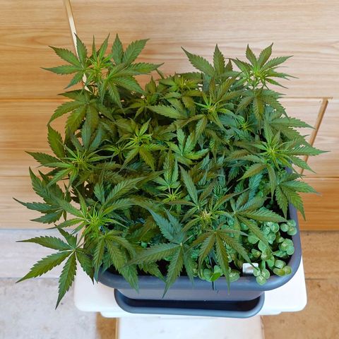 Auto SFV OG growlog timeline photo