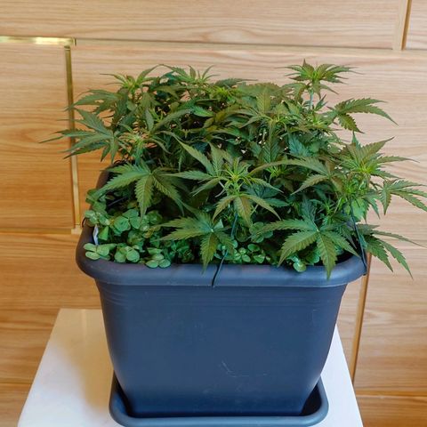 Auto SFV OG growlog timeline photo