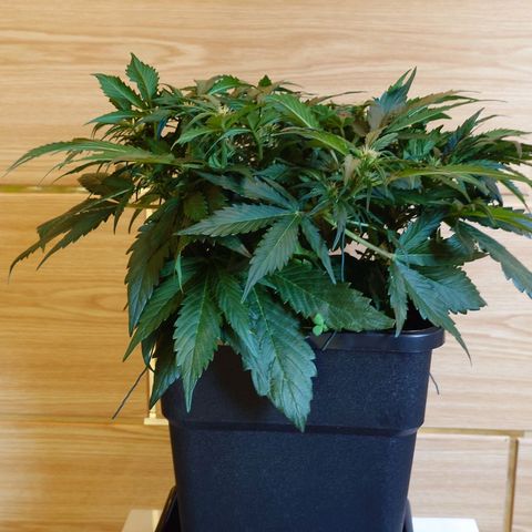 Auto Candy Bubatz XL growlog timeline photo