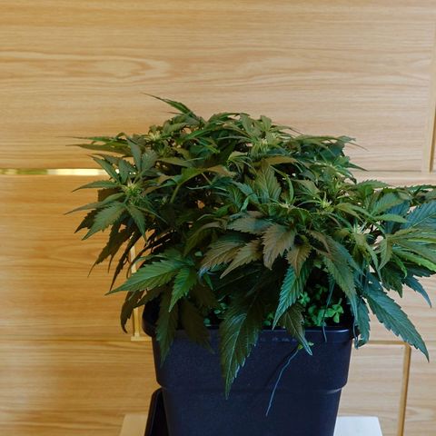 Auto Candy Bubatz XL growlog timeline photo