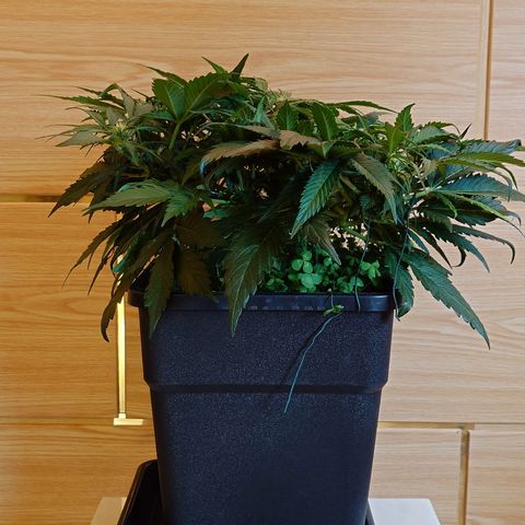 Auto Candy Bubatz XL growlog timeline photo