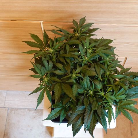 Auto Candy Bubatz XL growlog timeline photo